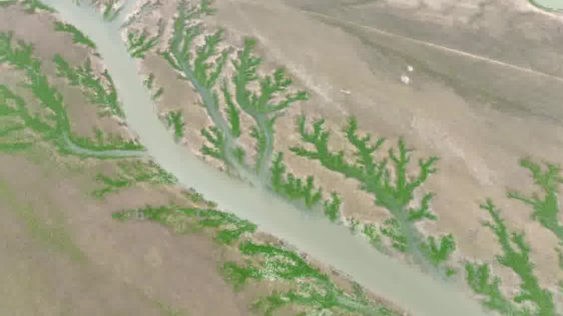 Watch This | Nature's brushstroke: The 'green trees' of Poyang Lake