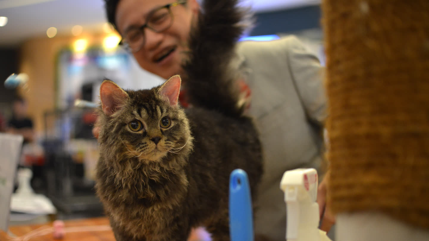Only 30 days for pets now! AFCD announces new quarantine arrangements for cats and dogs imported from Mainland