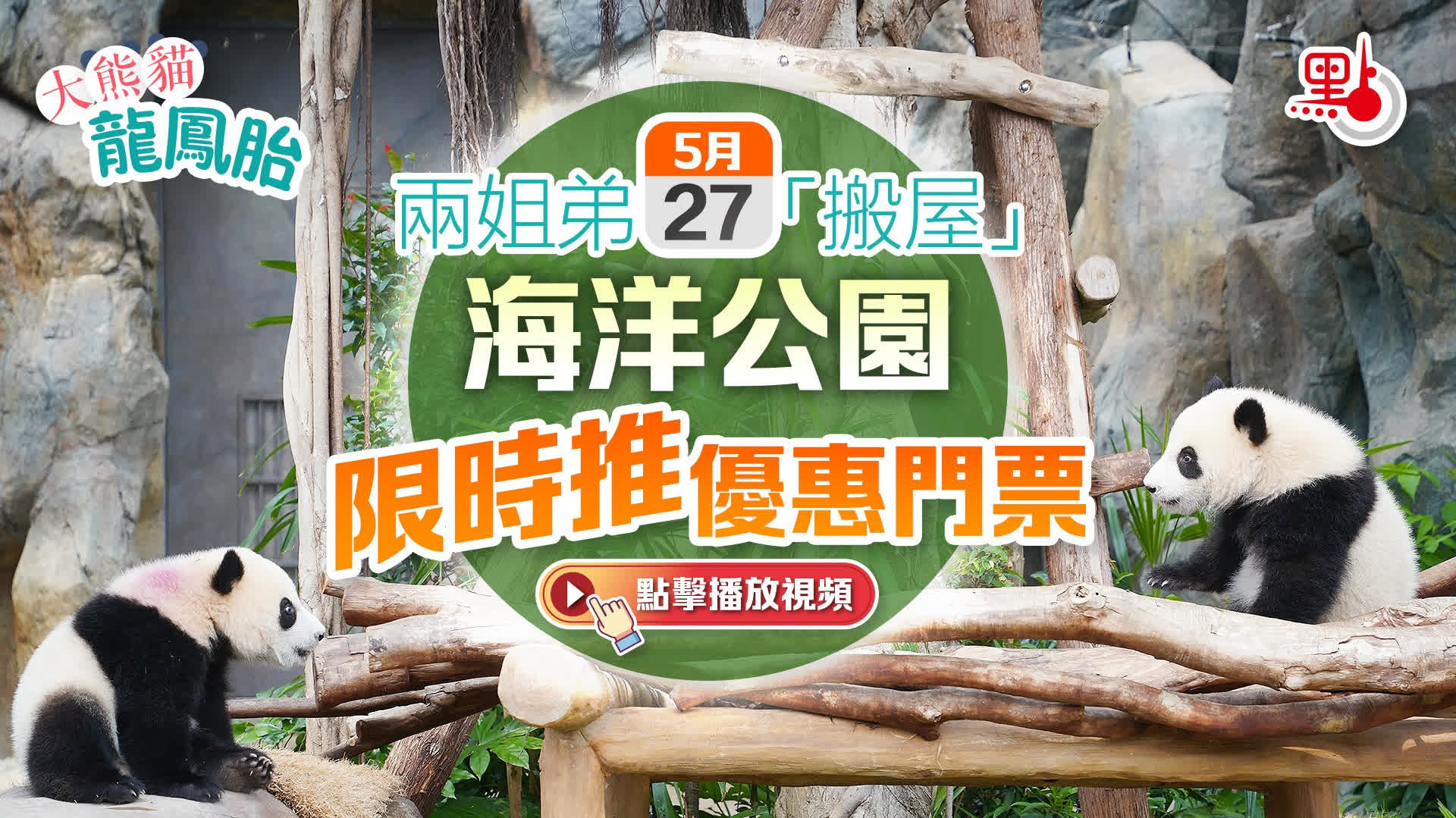 （有片+多圖）大熊貓龍鳳胎｜兩姐弟5·27「搬屋」　海洋公園限時推優惠門票