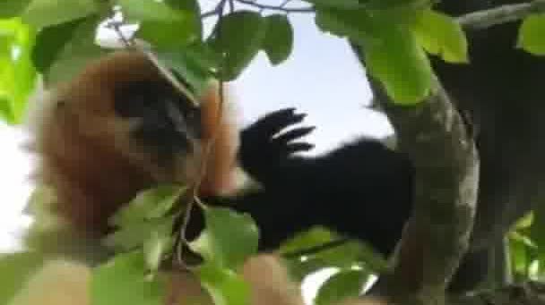 Watch This | China's conservation miracle saves Hainan gibbon