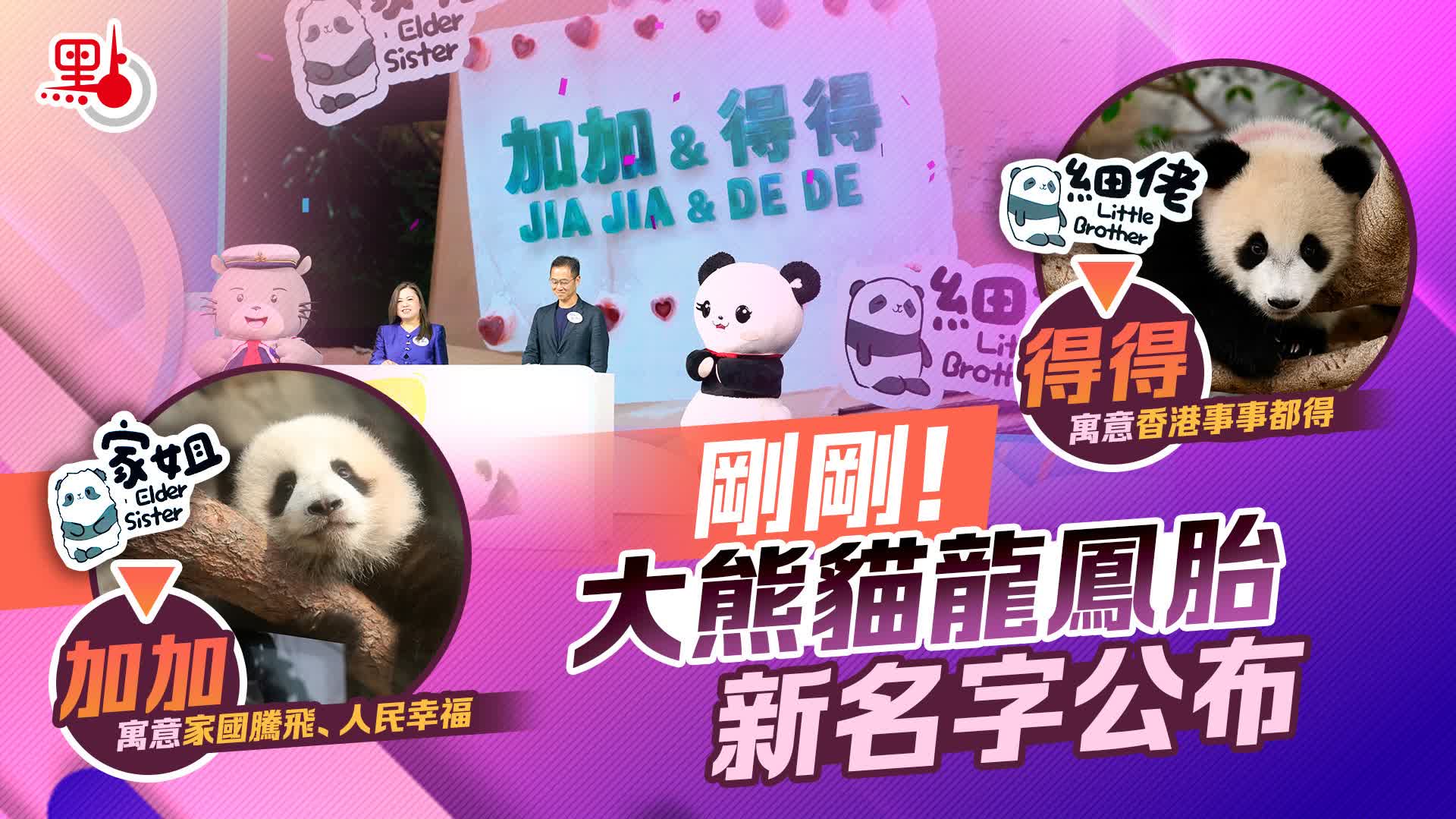 （有片）剛剛！大熊貓龍鳳胎新名字公布