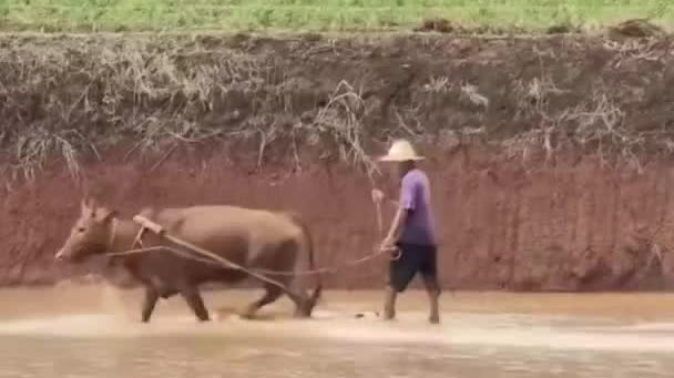 Watch This | 'Surfing' in rice paddy
