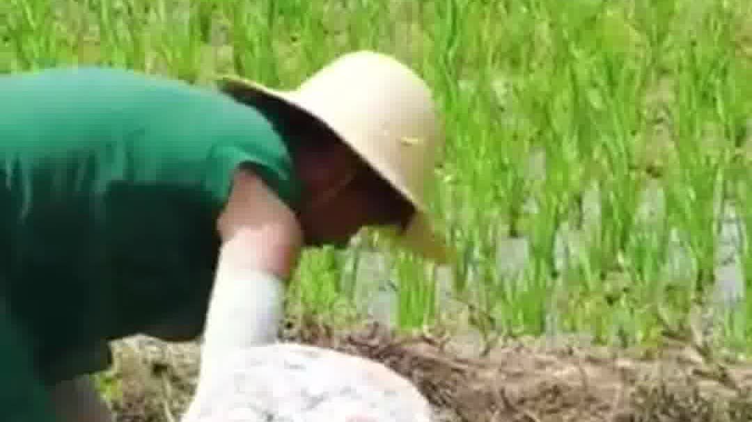 OMG | Mangzhong: Time for reaping harvest