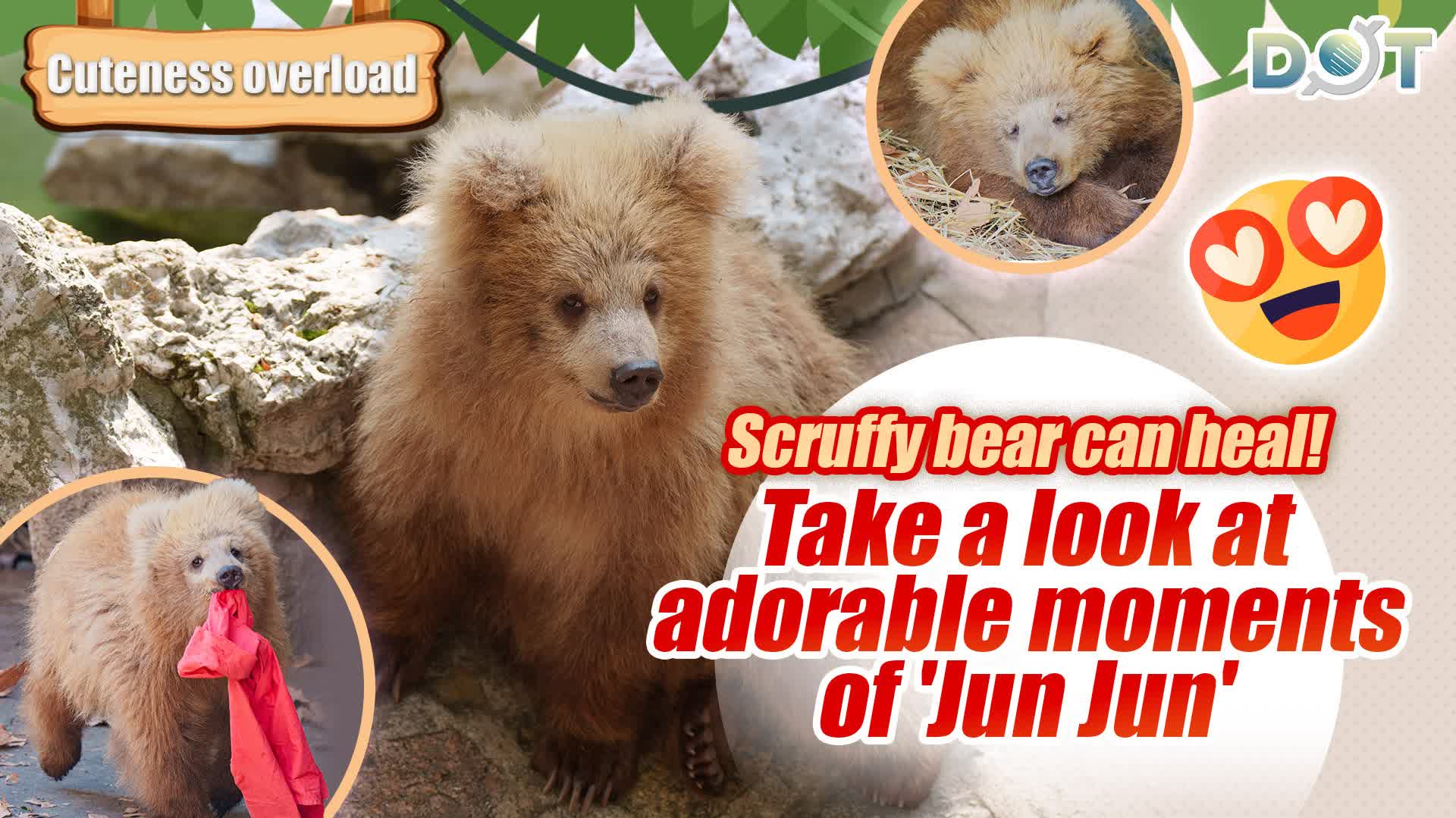 Cuteness Overload | Scruffy bear can heal! Take a look at adorable moments of 'Jun Jun'