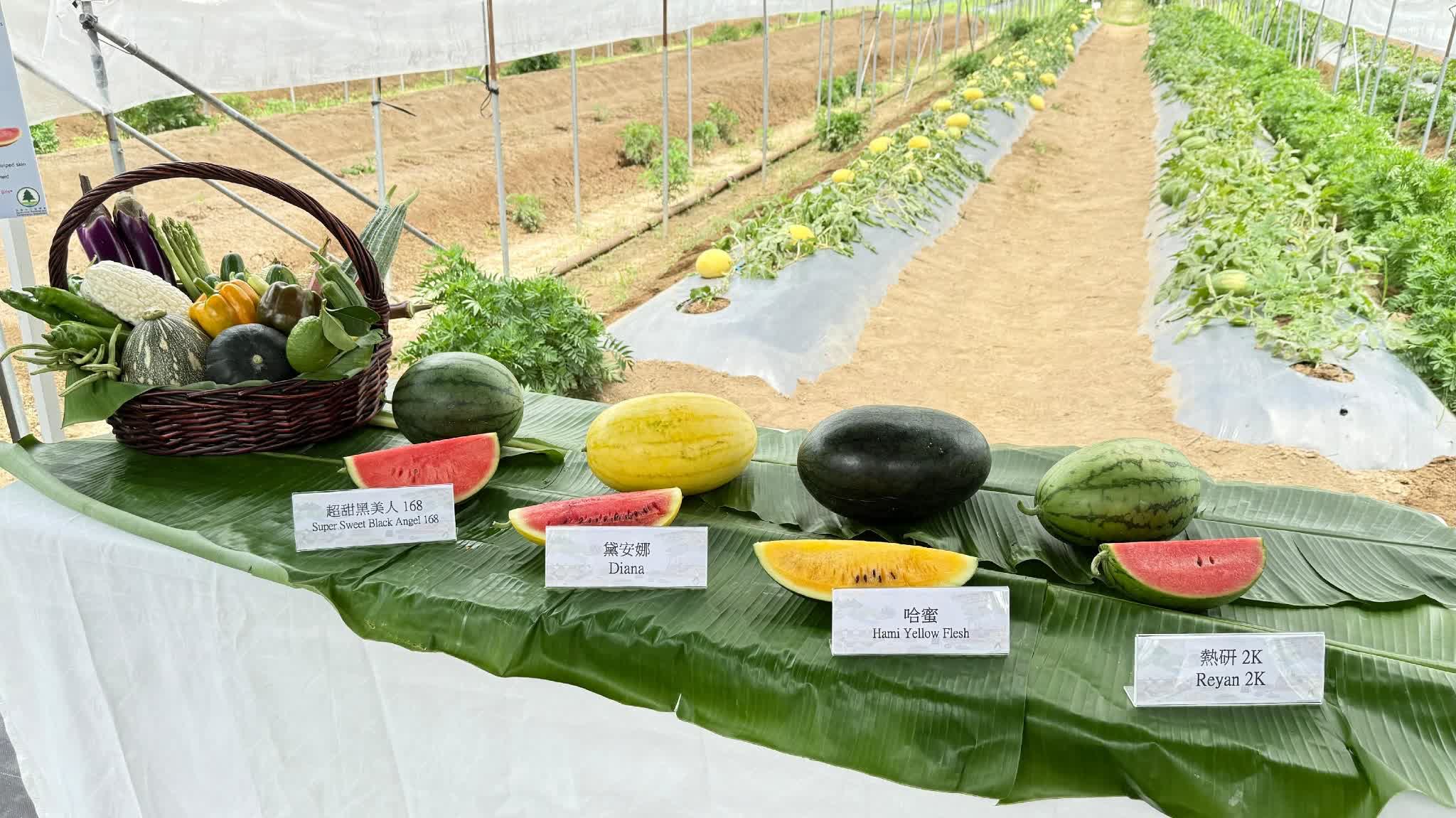 Watermelon festival offers free admission starting Friday: Four local varieties priced around HKD$45 per pound