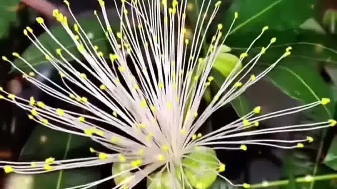 OMG | 'Facai tree' blooms