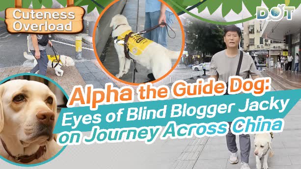 Cuteness Overload | Alpha the guide dog: Eyes of blind blogger Jacky on journey across China