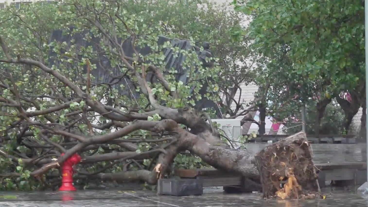 Photos | Multiple areas affected by typhoon Wipha: Fallen trees, collapsed scaffolding