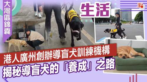 大灣區錦囊·生活｜港人廣州創辦導盲犬訓練機構　揭秘導盲犬的「養成」之路