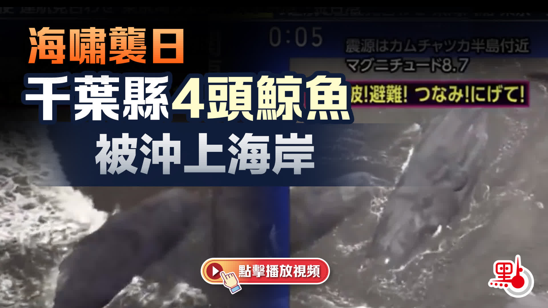有片）海嘯襲日千葉縣4頭鯨魚被沖上海岸- 國際- 點新聞