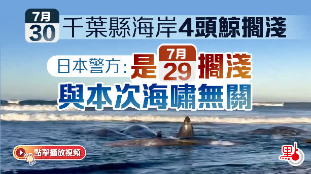 （有片）千葉縣海岸多頭鯨擱淺　日警方：與海嘯無關