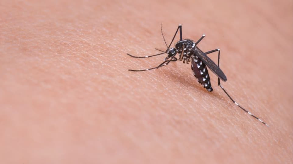 HK reports first imported case of chikungunya fever this year