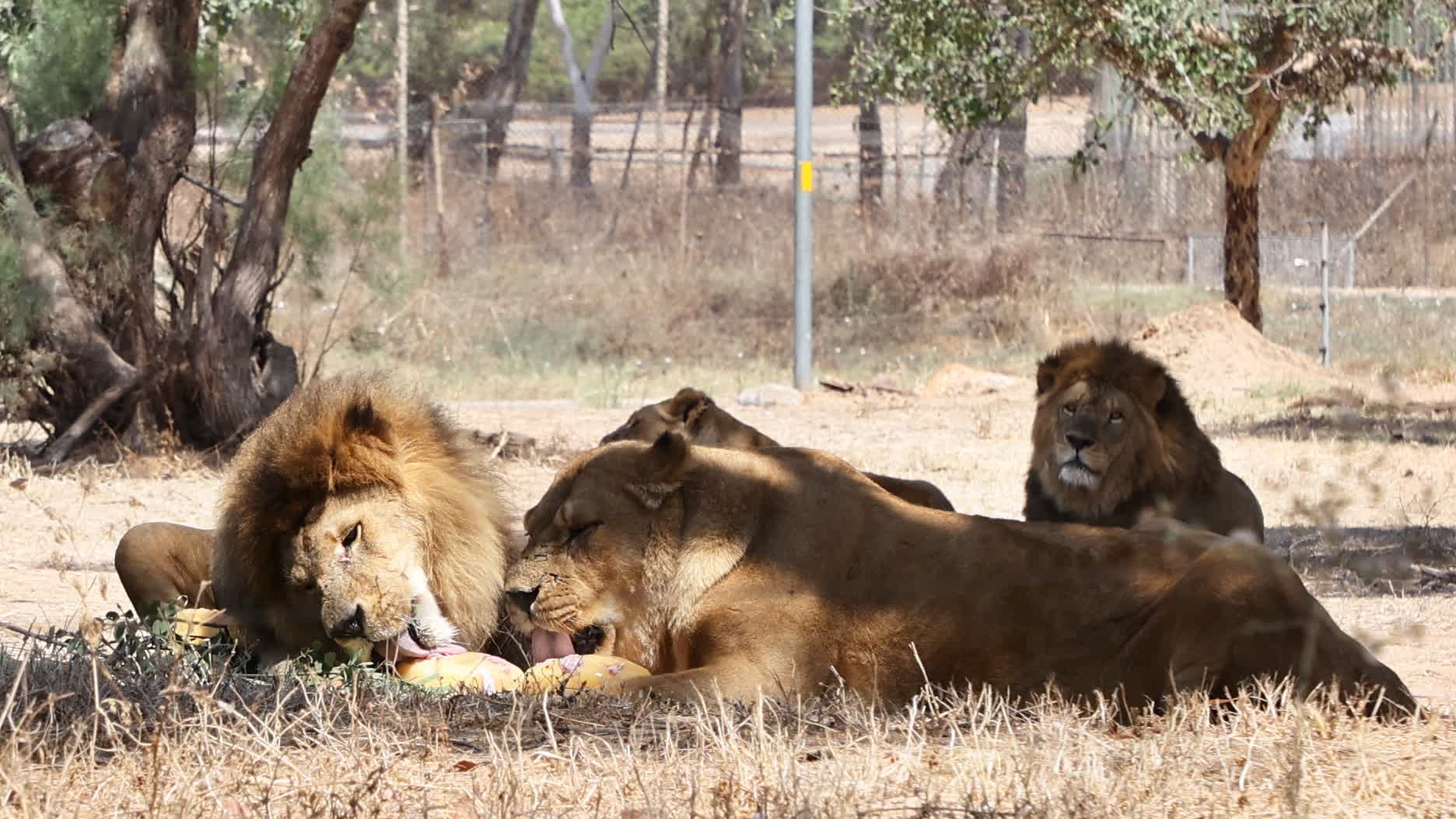 Denmark zoo sparks controversy by asking people to donate pets to feed predators