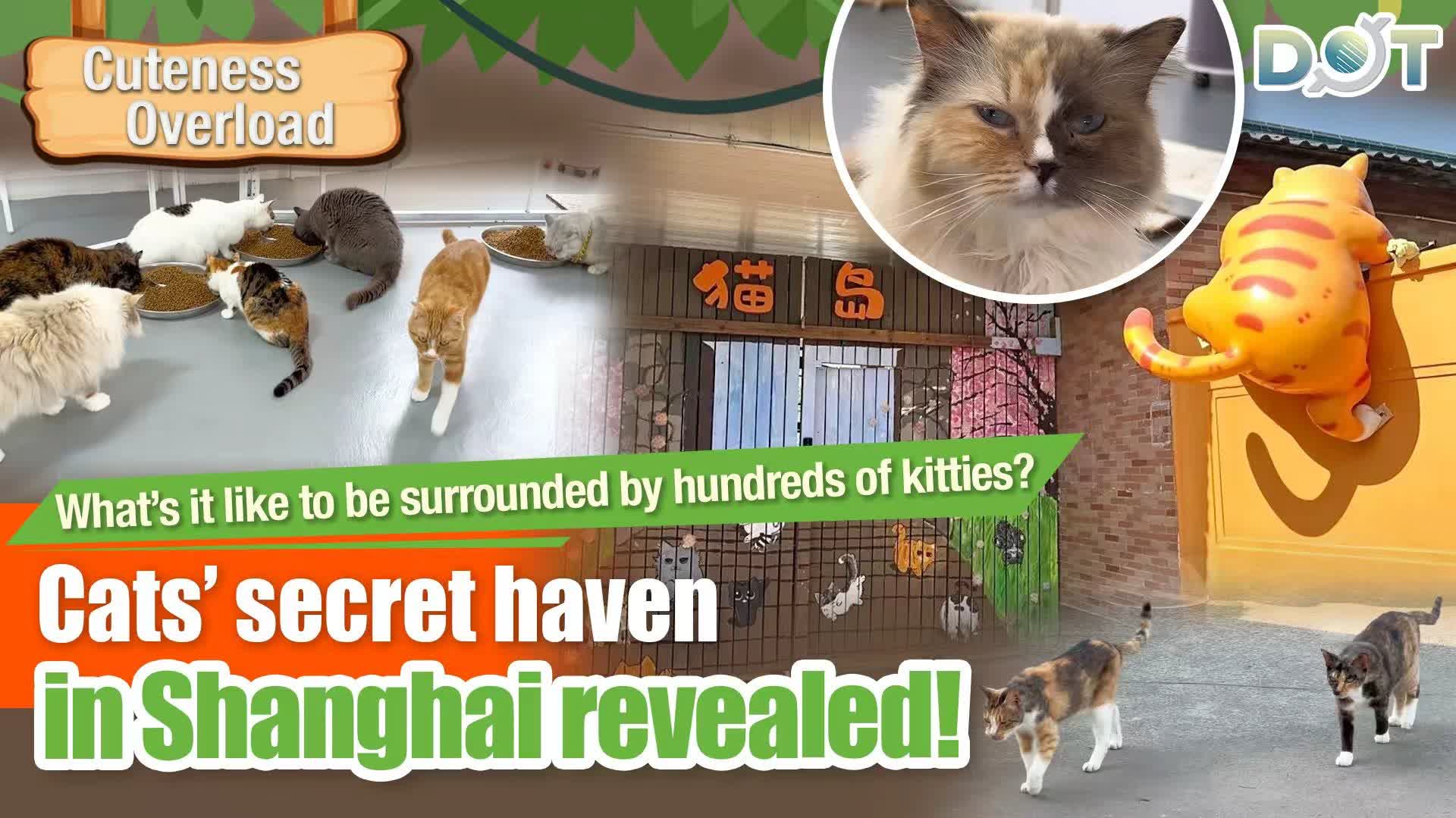 Cuteness Overload | What's it like to be surrounded by hundreds of kitties? Cats' secret haven in Shanghai revealed!