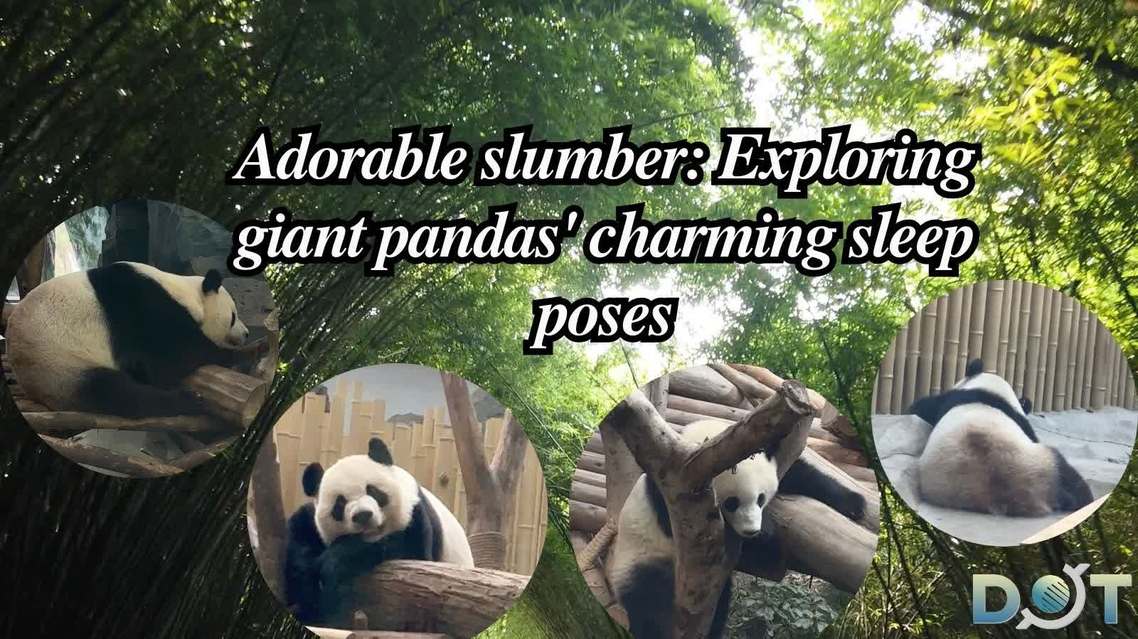 Watch This |  Adorable slumber: Exploring giant pandas' charming sleep poses