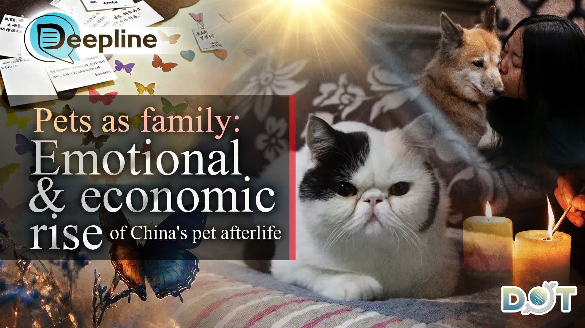 Deepline | Pets as family: Emotional and economic rise of China's pet afterlife services