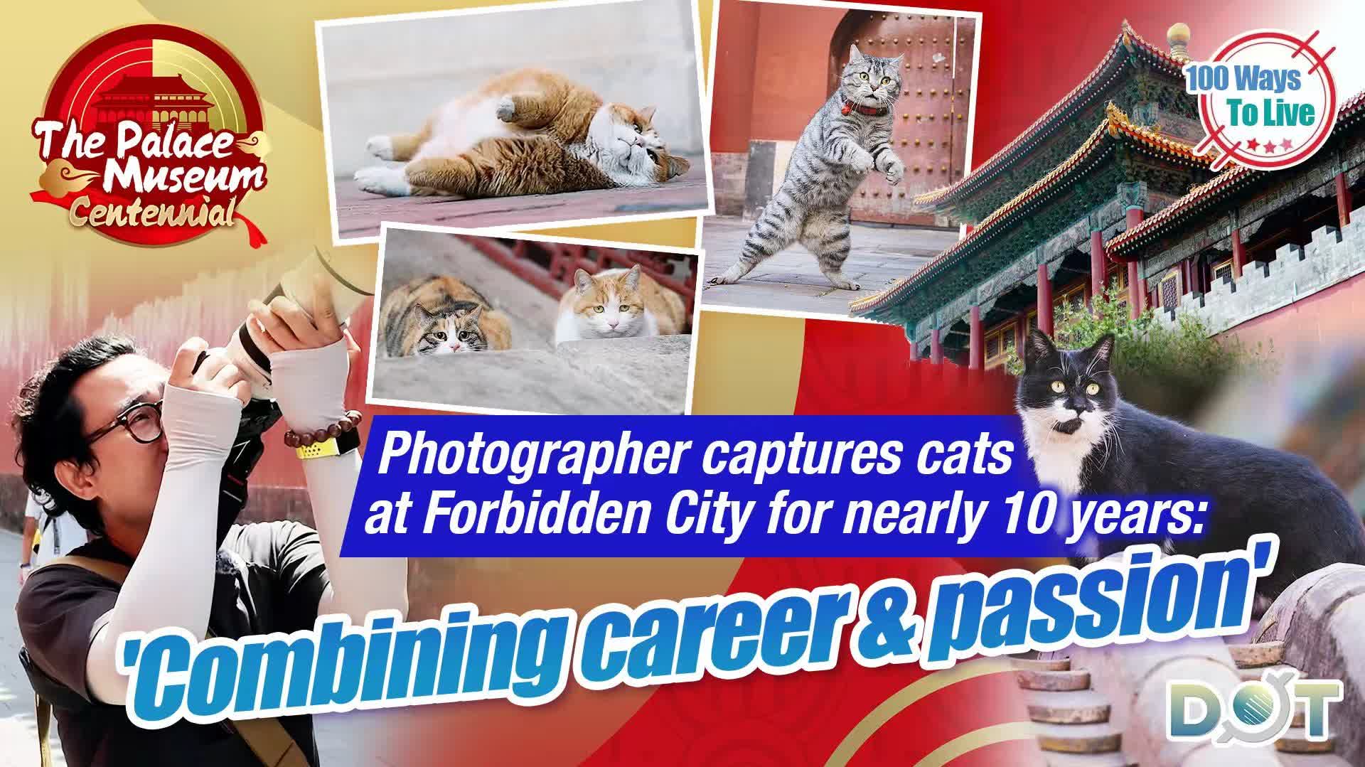 100 Ways To Live | Photographer captures cats at Forbidden City for nearly 10 years: 'Combining career & passion'