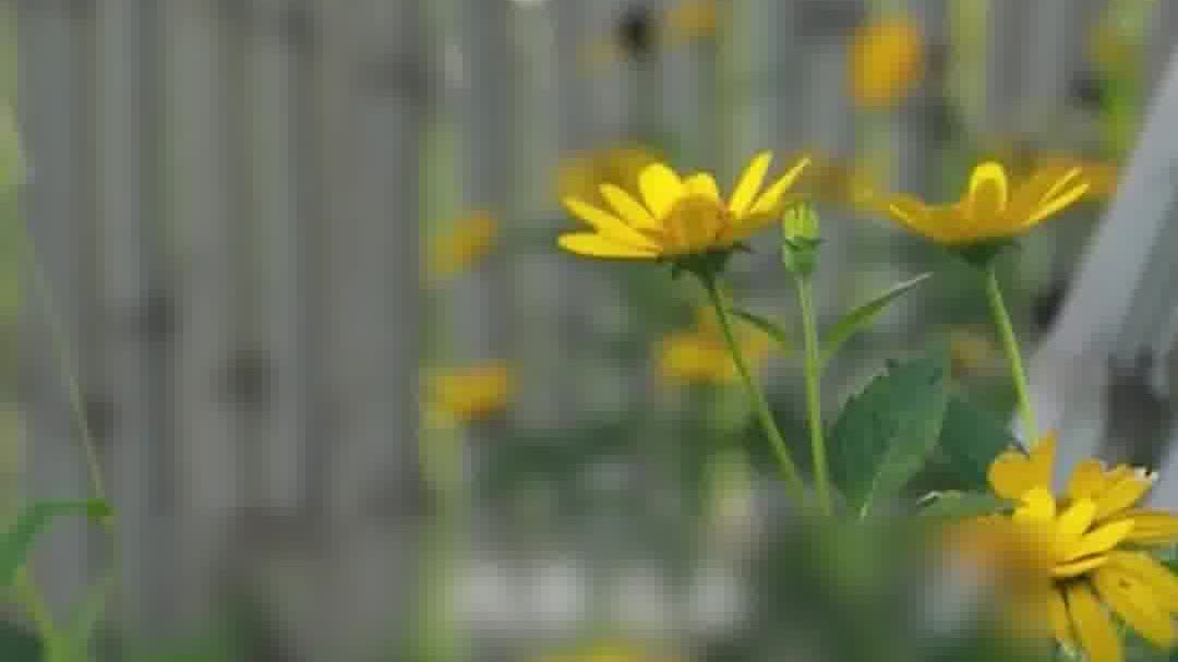 OMG | Arrival of Cold Dew: All things acknowledge chill of Autumn