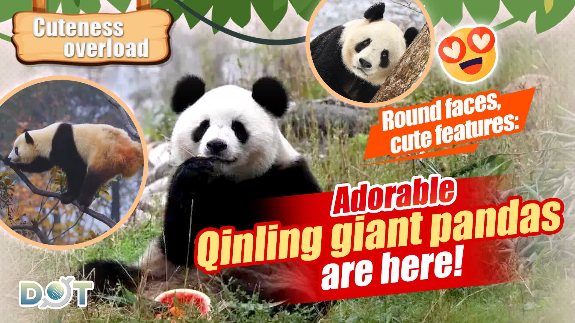 Cuteness Overload | Round faces, cute features: Adorable Qinling giant pandas are here!
