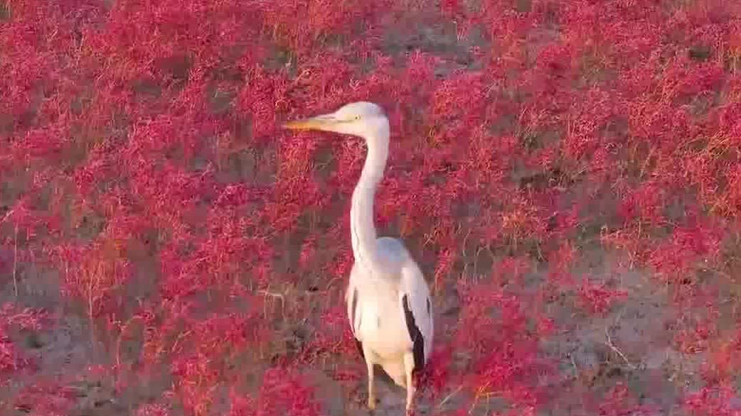 Watch This | Herons on red beach create spectacular scene