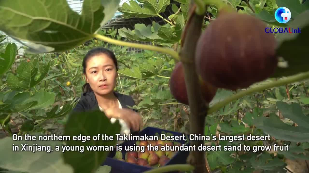 Watch This | Growing fruit with sand in China's largest desert