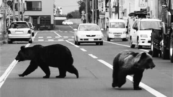 Rising bear attacks in Japan deter tourists amid safety concerns