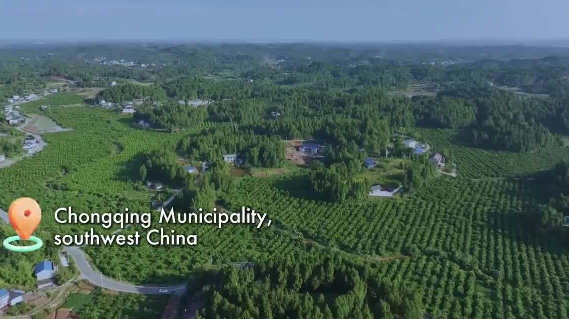 Watch This | Modern technology boosts lemon industry in southwest China