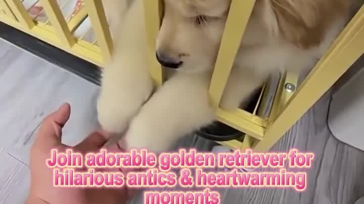 OMG | Funny & heartwarming moments with Golden Retriever