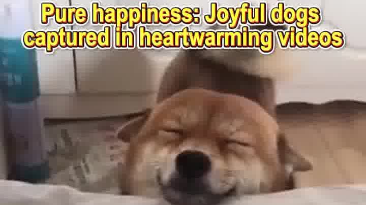 OMG | Pure happiness: Joyful dogs captured in heartwarming videos