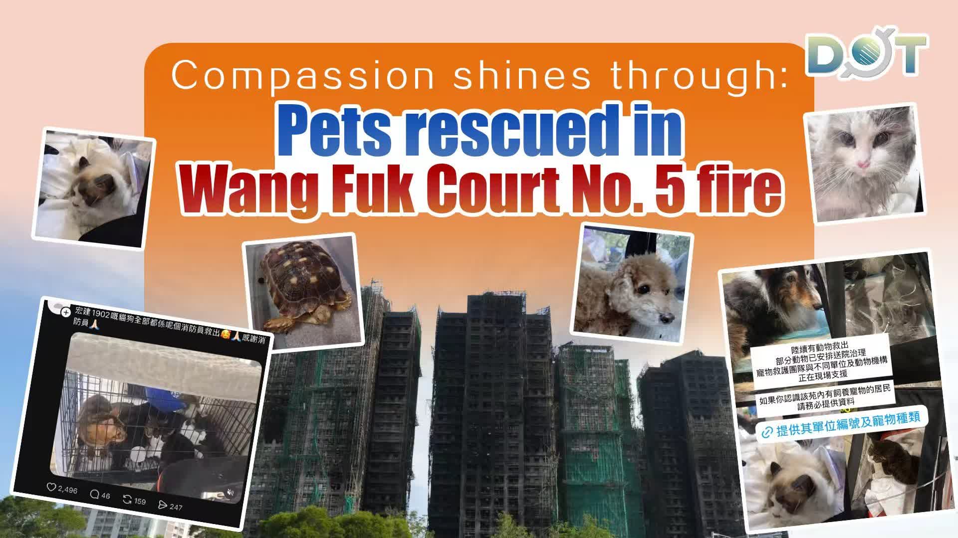 Compassion shines through: Pets rescued in Wang Fuk Court No. 5 fire