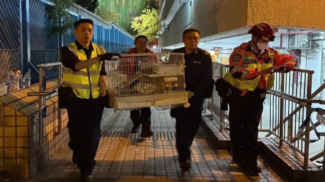 Wang Fuk Court No. 5 fires | SPCA: 91 more animals rescued, 73 survive