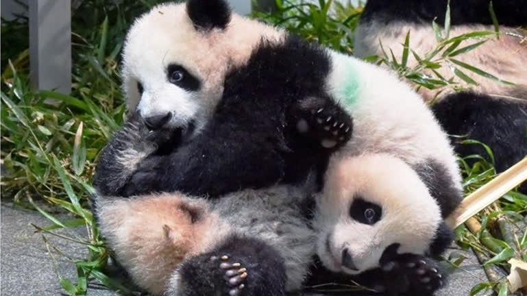 Japan's last pandas to return to China in January