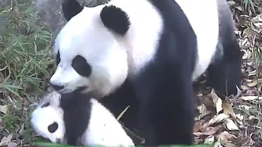 Watch This | Giant panda mothers, cubs captured on camera in China's reserve