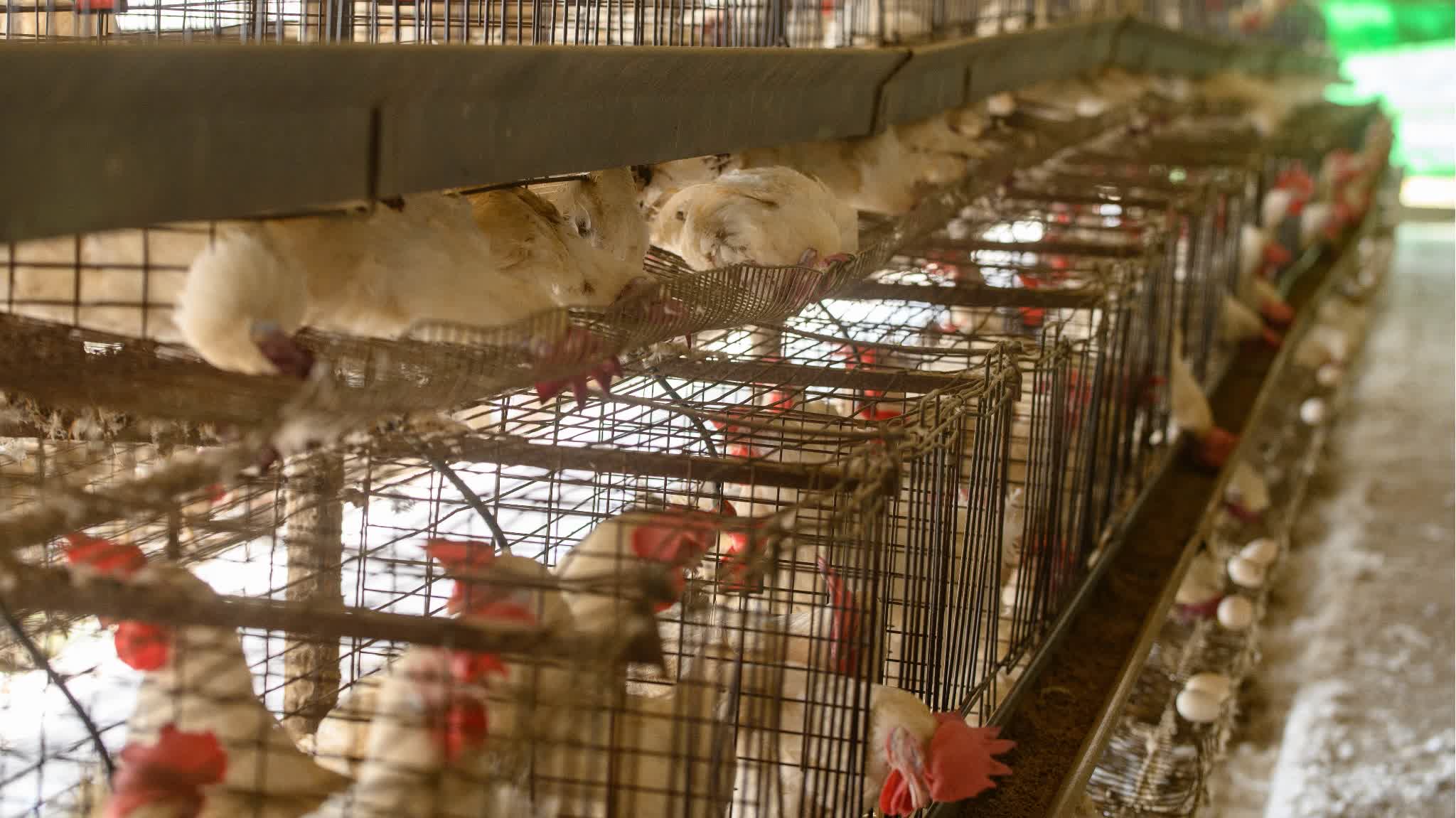 Japan confirms season's 1st bird flu outbreak in greater Tokyo area