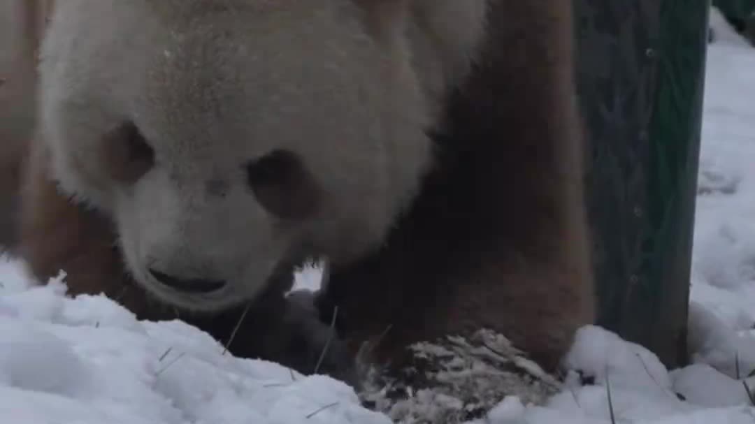 Watch This | World's only captive brown giant panda enjoys snowy fun in NW China
