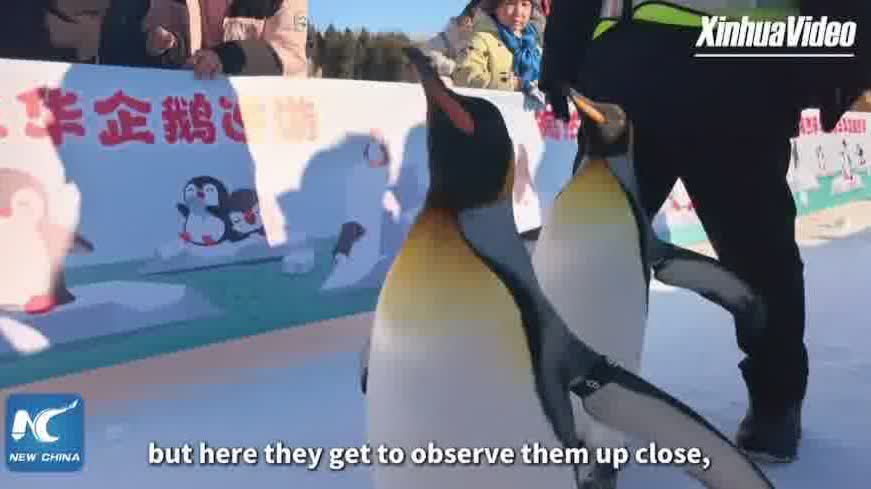 Beijing's historic park transforms into a winter wonderland: Drawing visitors of all ages