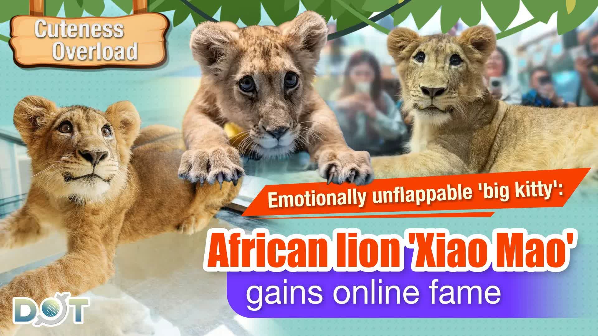 Cuteness Overload | Emotionally unflappable 'big kitty': African lion 'Xiao Mao' gains online fame