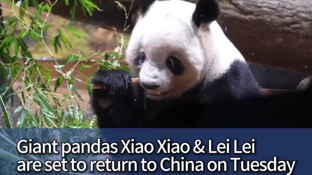 Watch This | Last remaining 2 pandas in Japan depart for China