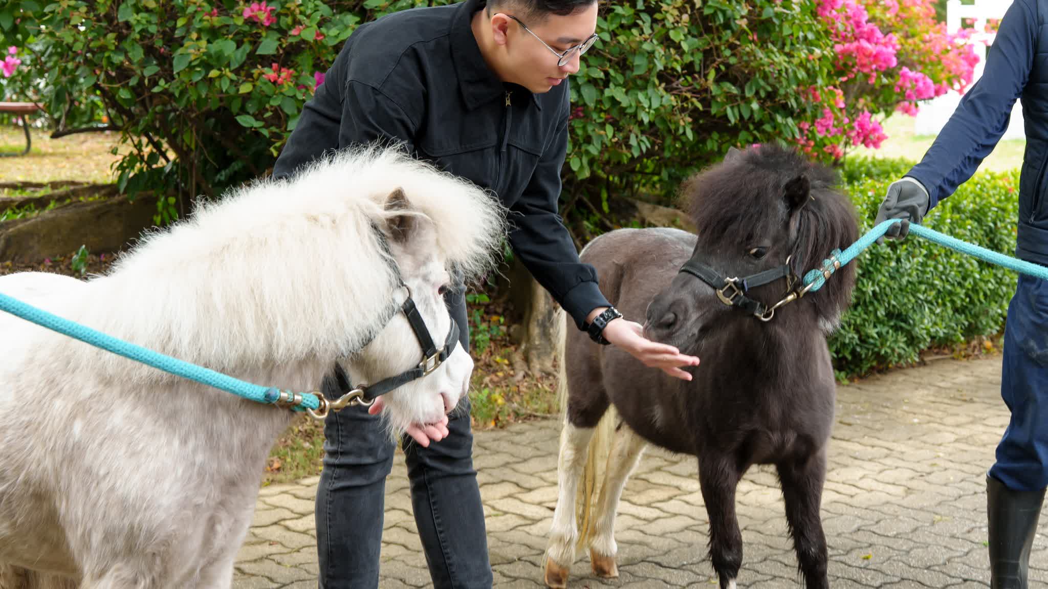 Have fun with Shetland ponies at Tai Kwun this March!