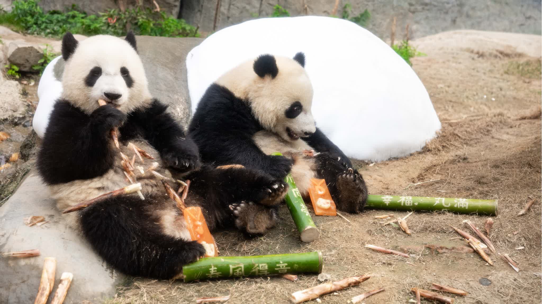 Ocean Park's adorable animal ambassadors to share New Year greetings for Year of the Horse