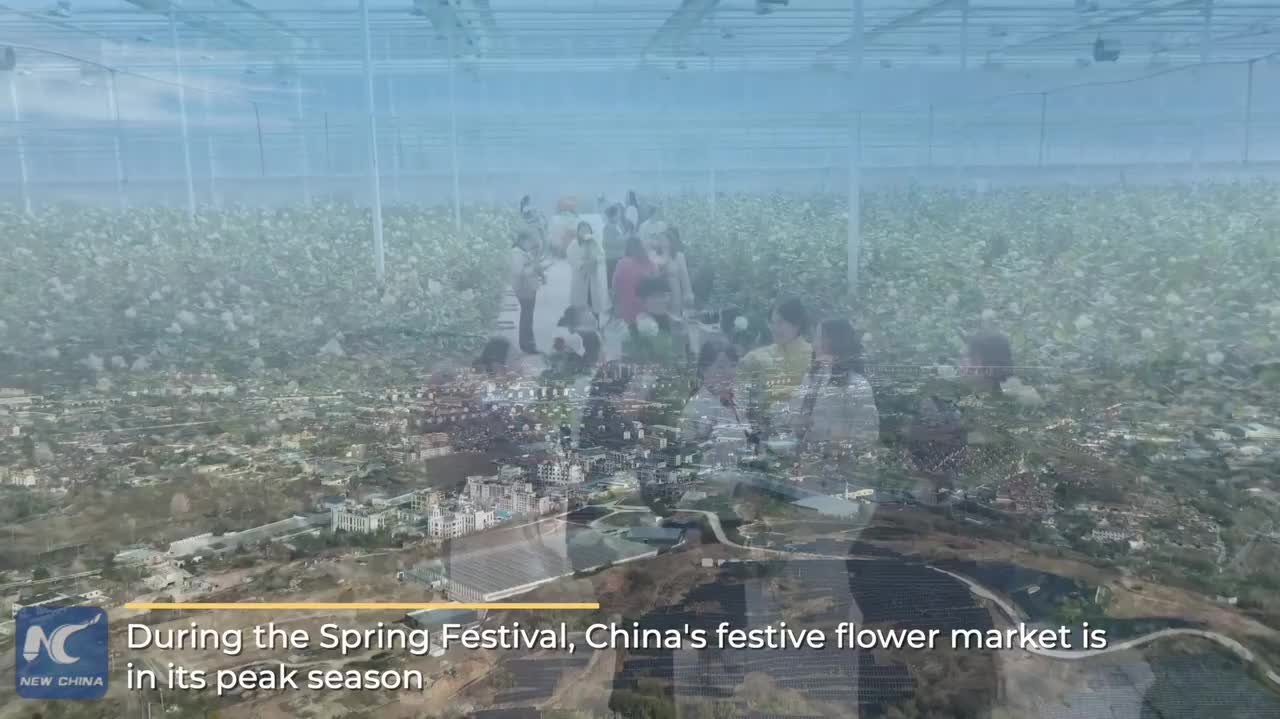 Watch This | New energy brightens China's Spring Festival flower market