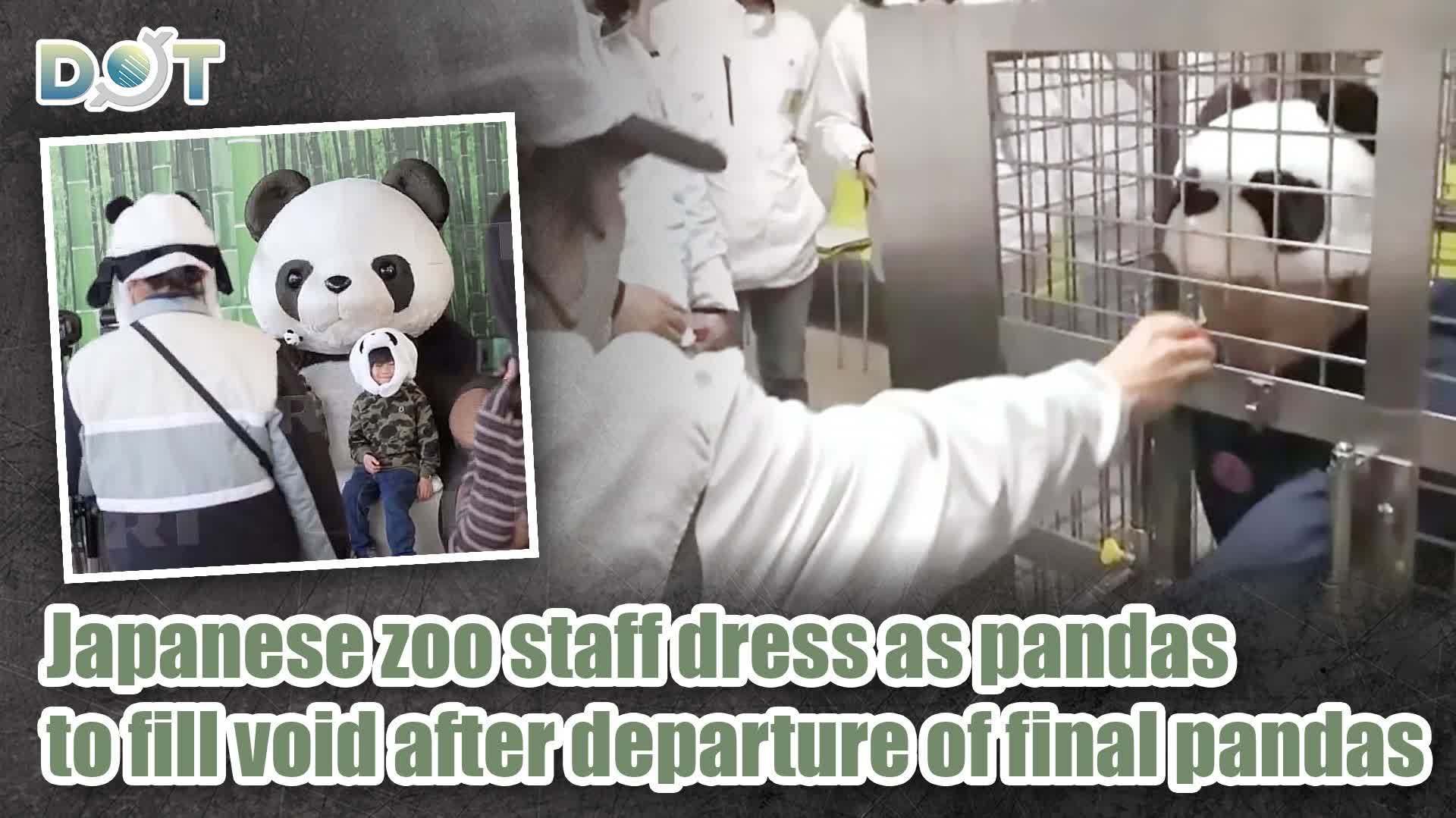 Japanese zoo staff dress as pandas to fill void after departure of final pandas