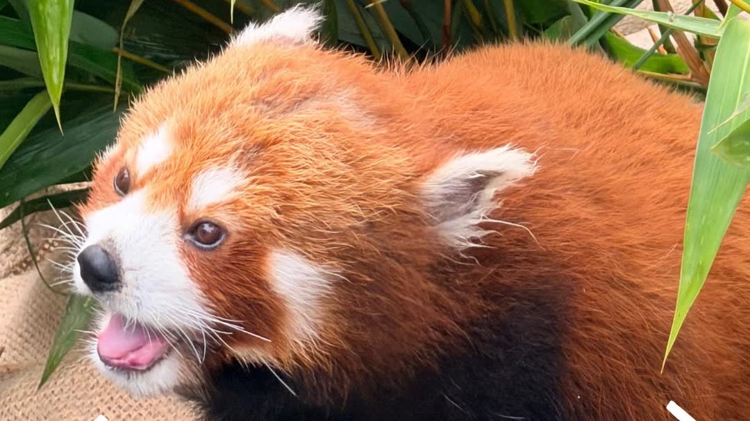 Farewell Rou Rou: Ocean Park's beloved red panda passes away at 17