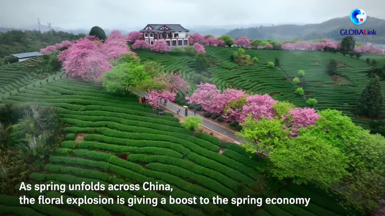 Watch This | From petals to profits: China's flower economy in full bloom