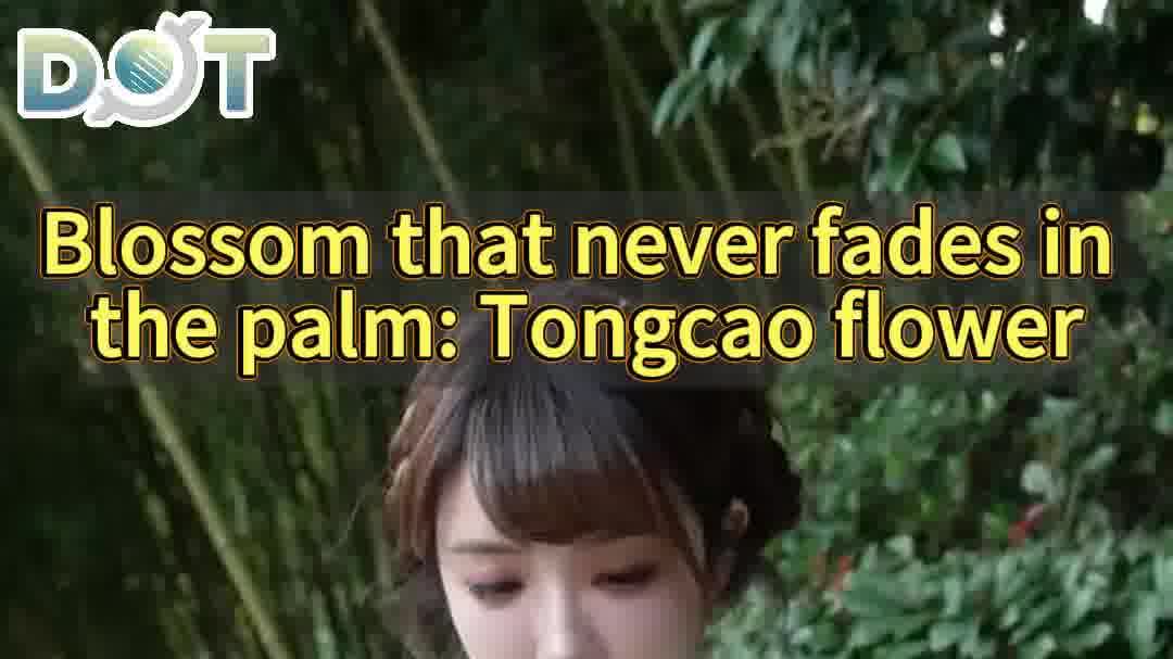 OMG | Blossom that never fades in the palm: Tongcao flower