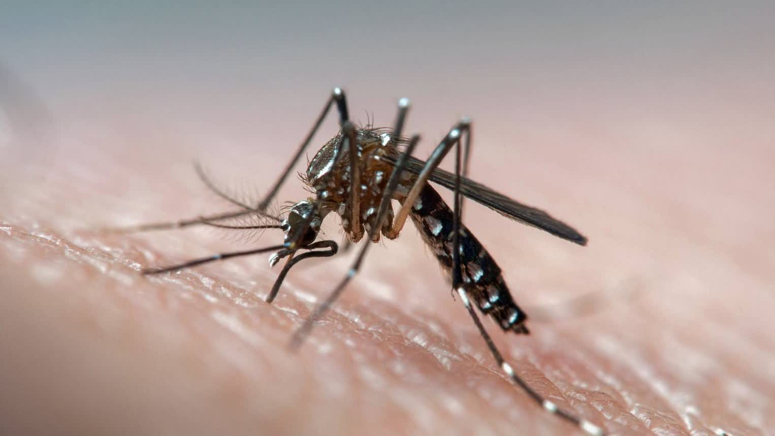 Are mosquitoes 'epically' stronger this year?