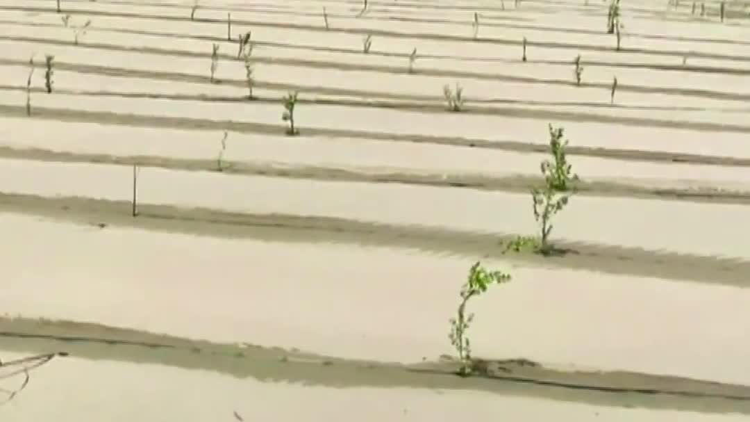 Watch This | From desert sands to fertile fields: A Green miracle in Hotan, Xinjiang