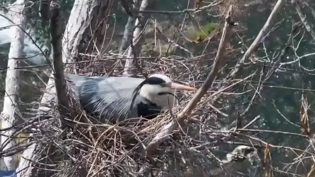 Watch This | Grey herons flock back as breeding season begins in north China nature reserve