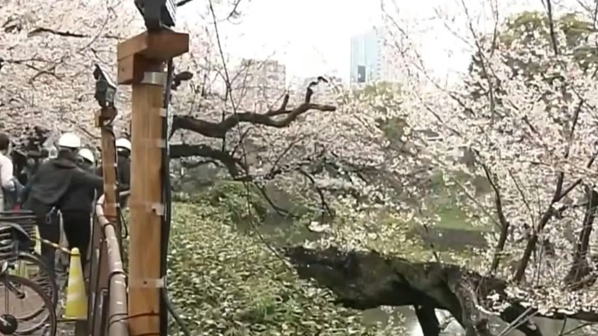 Two historic cherry trees collapse in Tokyo on same day, raising safety concerns