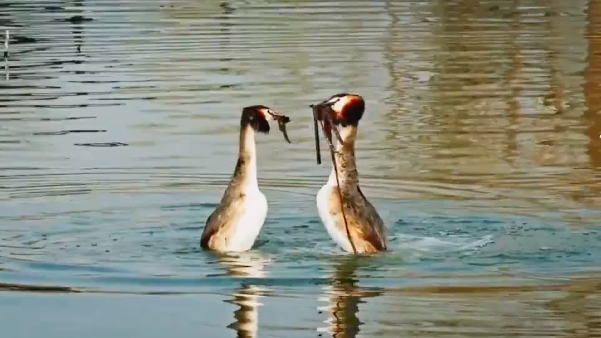 Watch This | Spring migration peaks at north China's Hengshui Lake